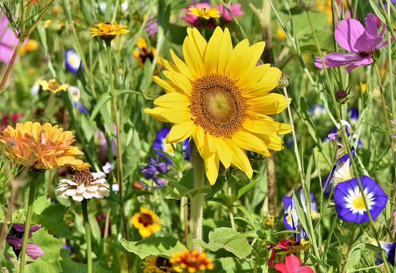 Garden with colorful flowers